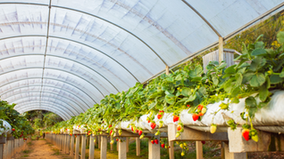 Prazo para adquirir mudas de morango pelo Programa Plante Mais encerra na próxima semana. Confira!