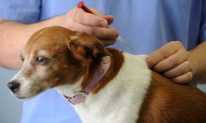 Setembro terá 12 mil vagas gratuitas para vacinação de cães e gatos em Curitiba