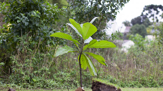 Curitiba começa a sensibilização para o projeto internacional Juventude e Mudanças Climáticas