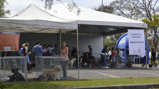 Em clima de aniversário da cidade, Amigo Bicho chega ao Parque Barigui com 40 cães para adoção neste sábado