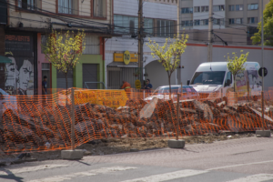 Utag desenvolve solução inovadora para proteger cerejeiras durante obras na Sete de Setembro