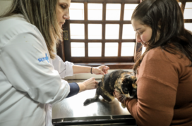 Ação em alusão ao Dia Mundial contra a Raiva imuniza 157 animais em Pinhais