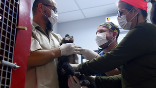 Recorde: IAT prestou atendimento a 4.552 animais silvestres em 2025