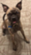 Dexter. S