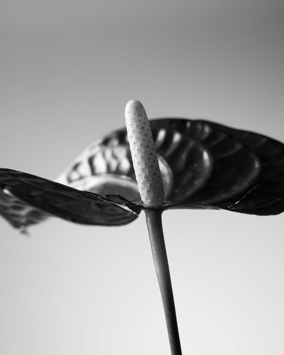 ANTHURIUM