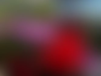 When to Plant Rhododendrons & How to Care for Them in Scotland.