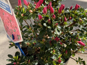 🌸 Add Spring Brilliance with Azalea japonica 'Anouk'