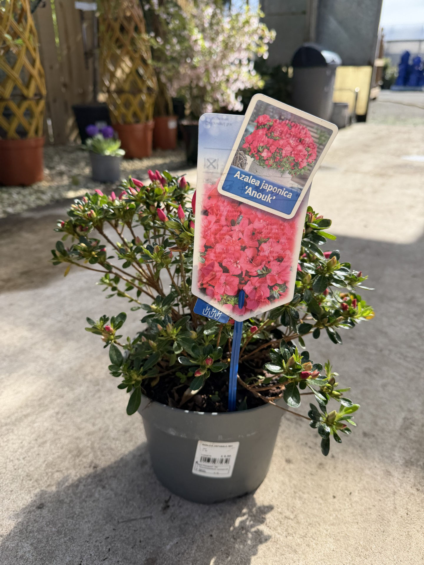 Azalea Japonica ‘Anouk