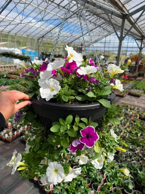 Window Hanging Basket