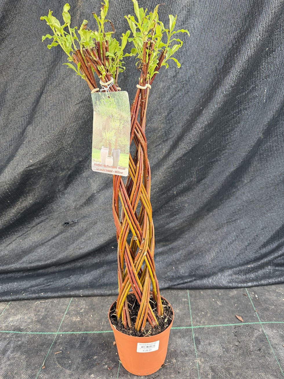 Thumbnail: Braided Willow Tree
