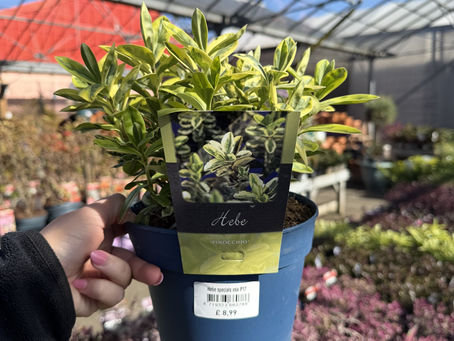 Hebes in Scotland: A Gardener’s Guide to Growing These Hardy Beauties 🌿🌸