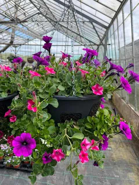 Thumbnail: Window Hanging Basket