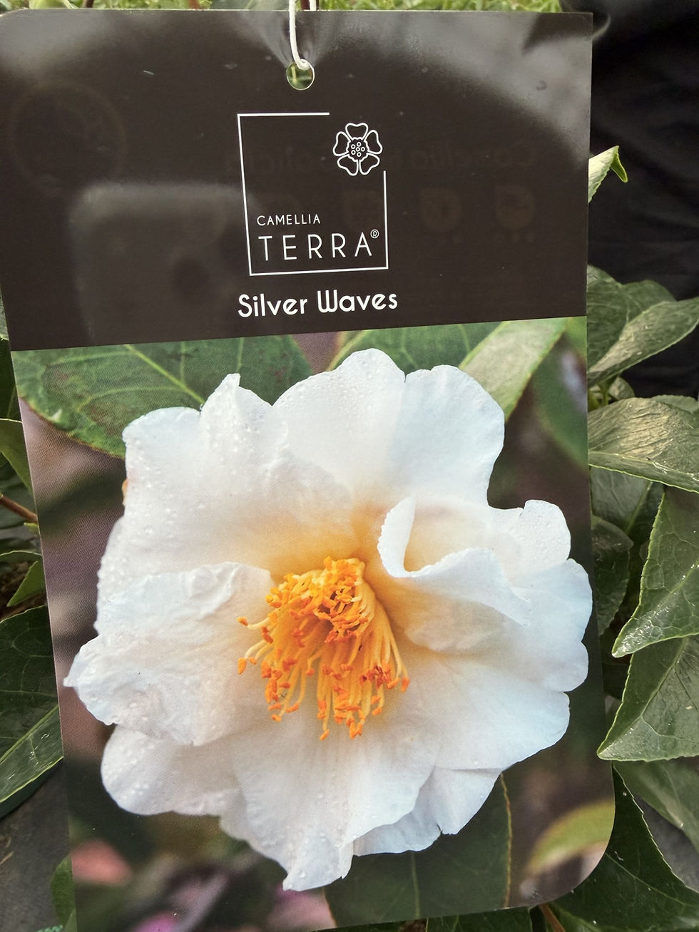 Thumbnail: Camellia Japonica 3L