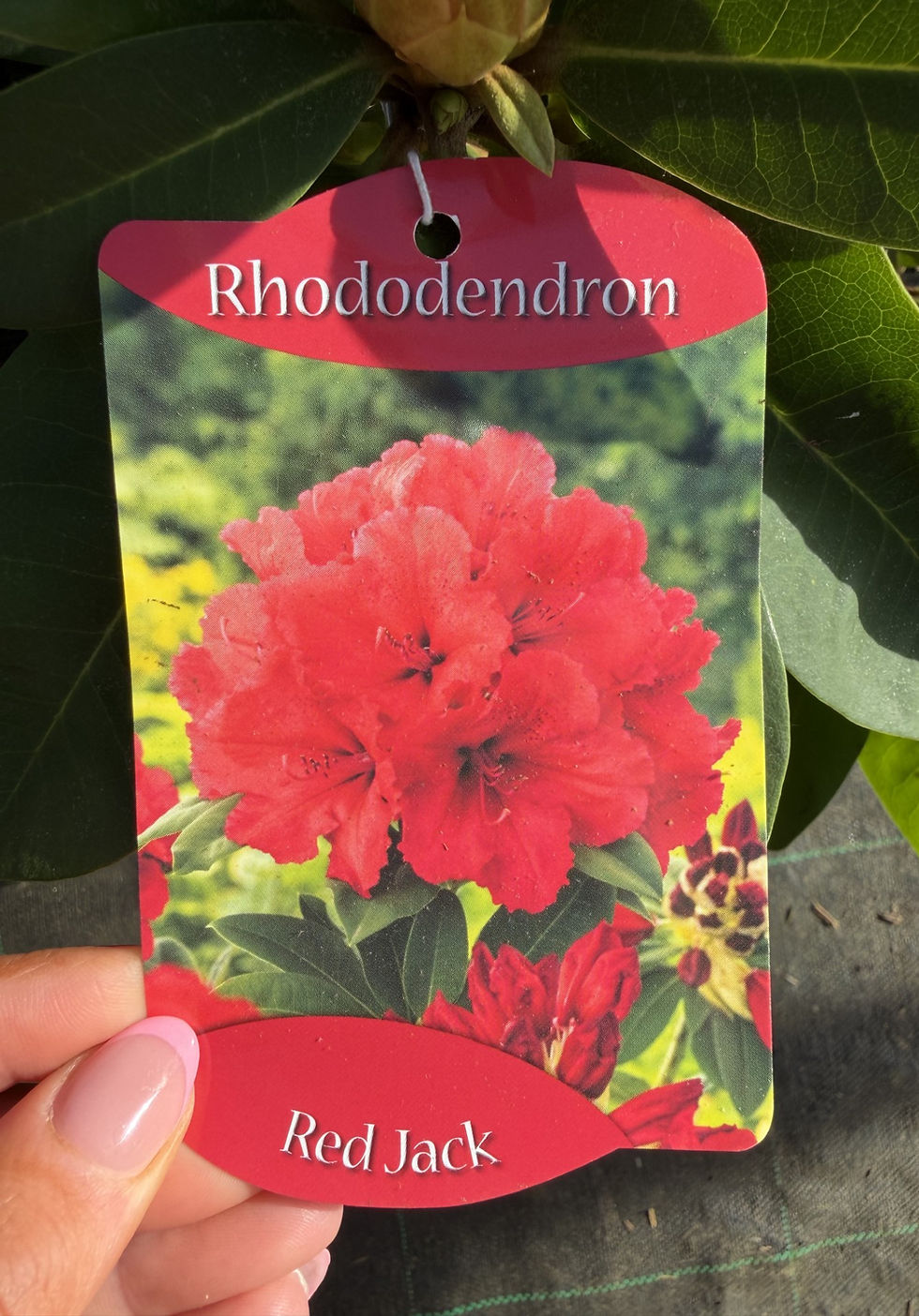 Thumbnail: Rhododendron 5L