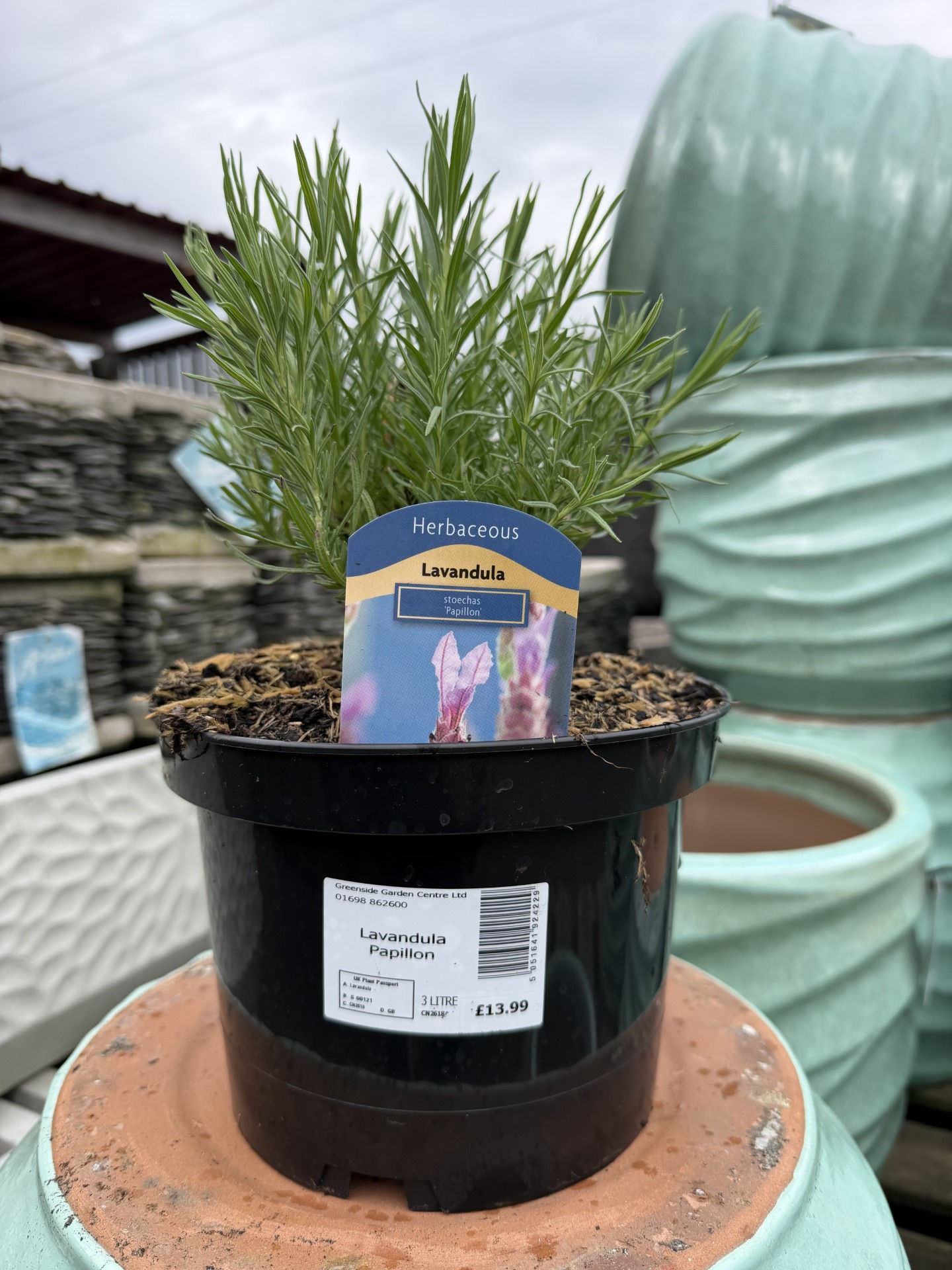 Lavandula