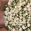Thumbnail: 60 white bush roses 