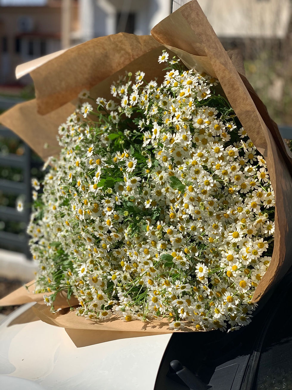 Thumbnail: Giant bouquet Chamomili 