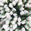 Thumbnail: 70 white tulips in black box 