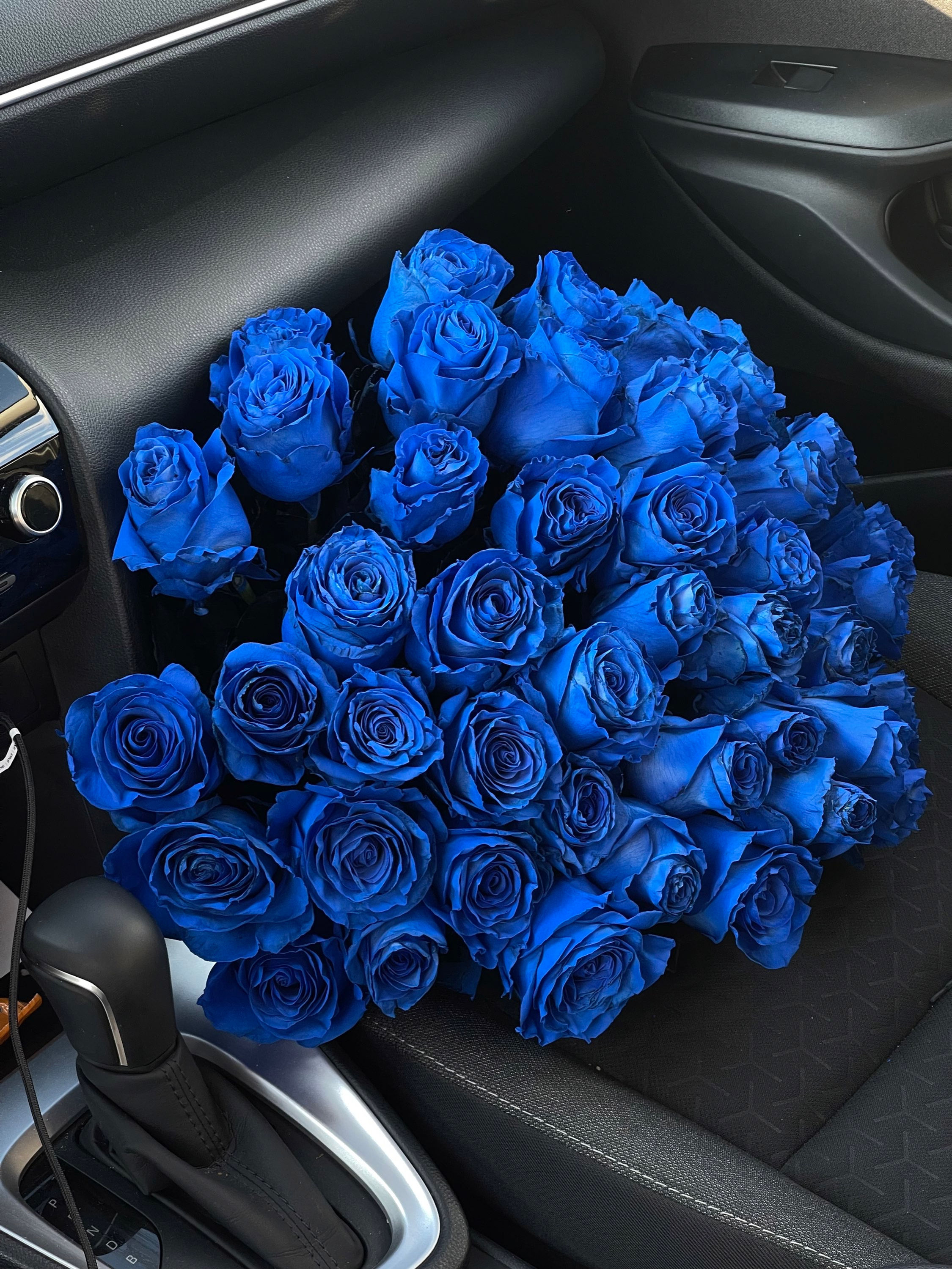 Dark blue roses Ecuador 