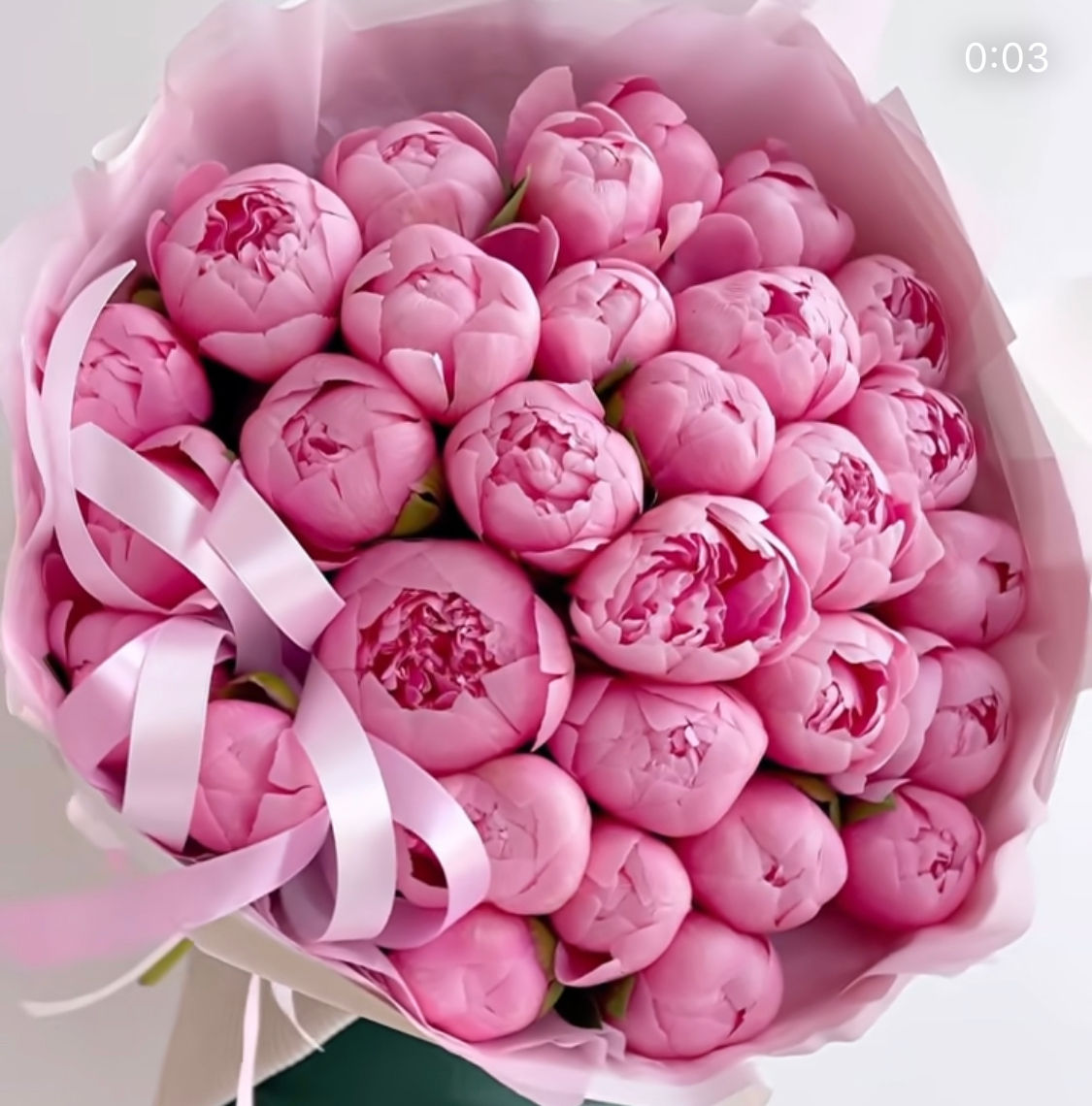 30 peonies Salmon with pink ribbon