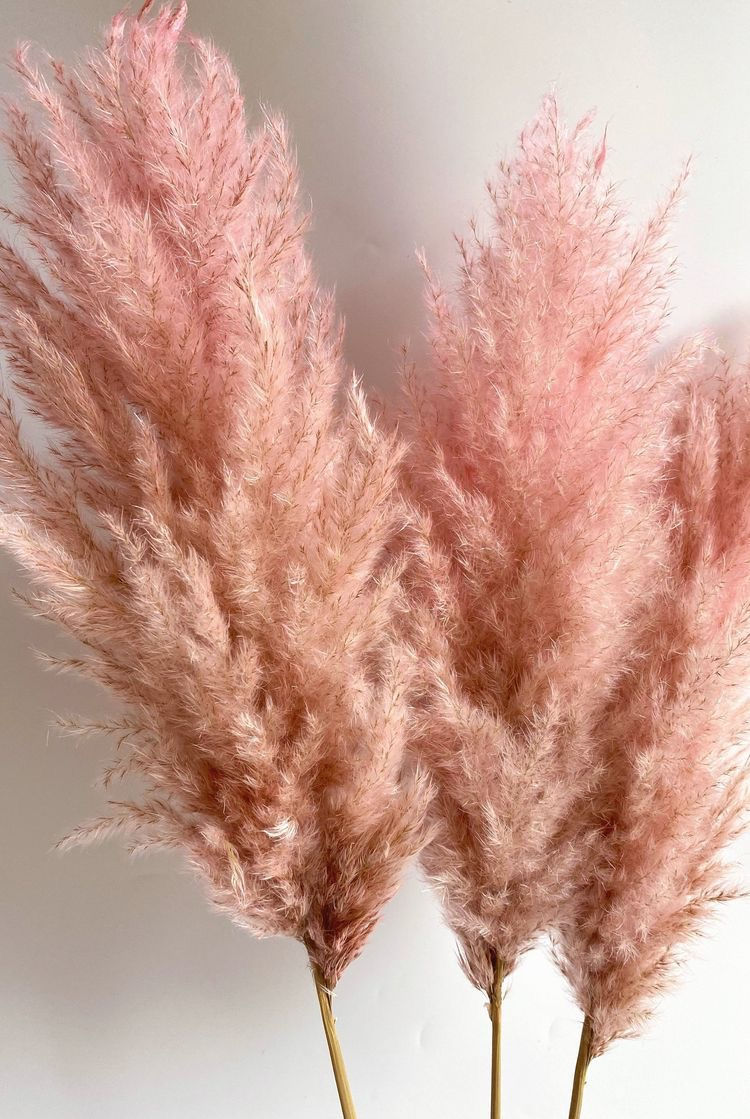 Thumbnail: Pampas grass pink