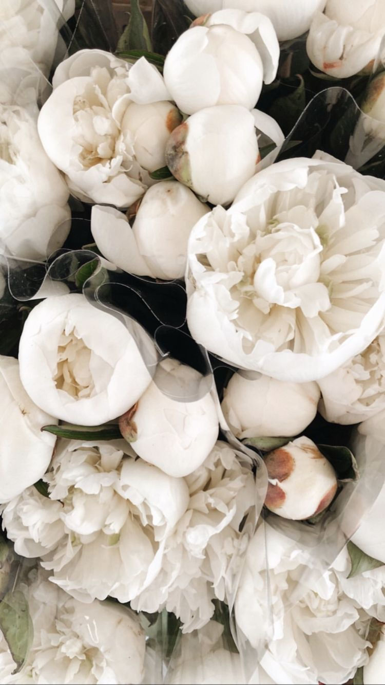 Μικρογραφία: 10 white peonies in white wrapping paper 