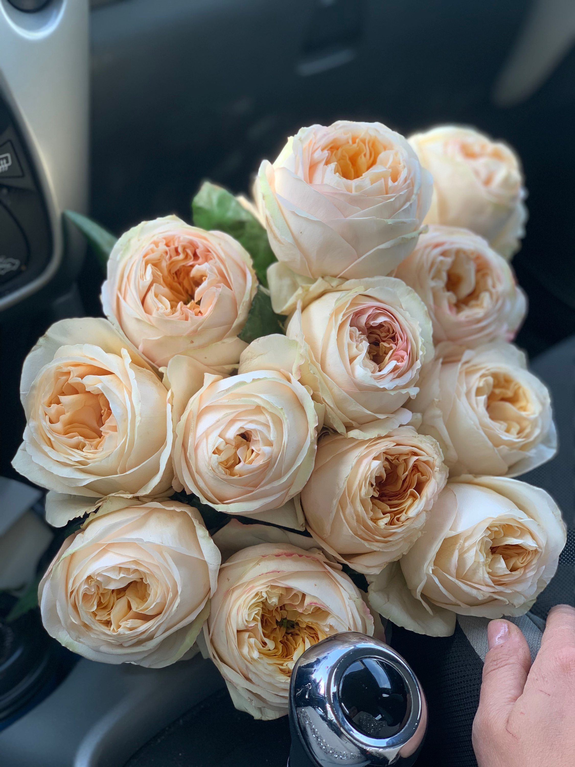 23 garden peach roses Ecuador 