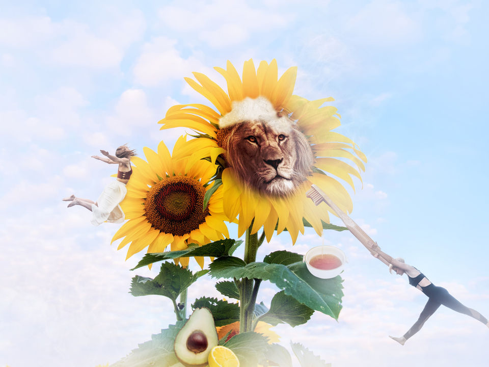 sunflower lion colourgradedv4_edited.jpg