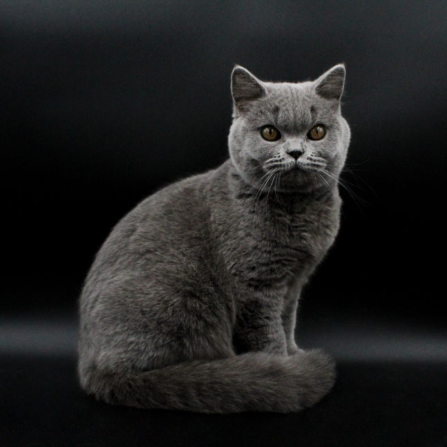 British Shorthair blue with copper eyes against black background.