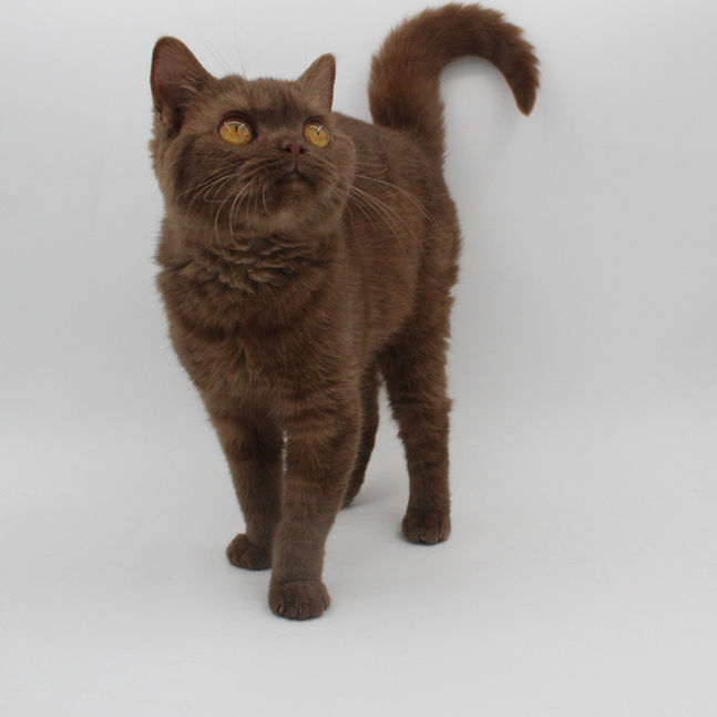 Cinnamon British Shorthair cat on white background.