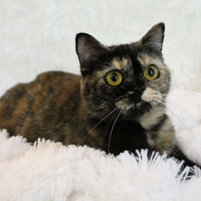 Black tortie Scottish Fold with straight ears and bright copper eyes.