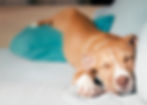 dog sleep