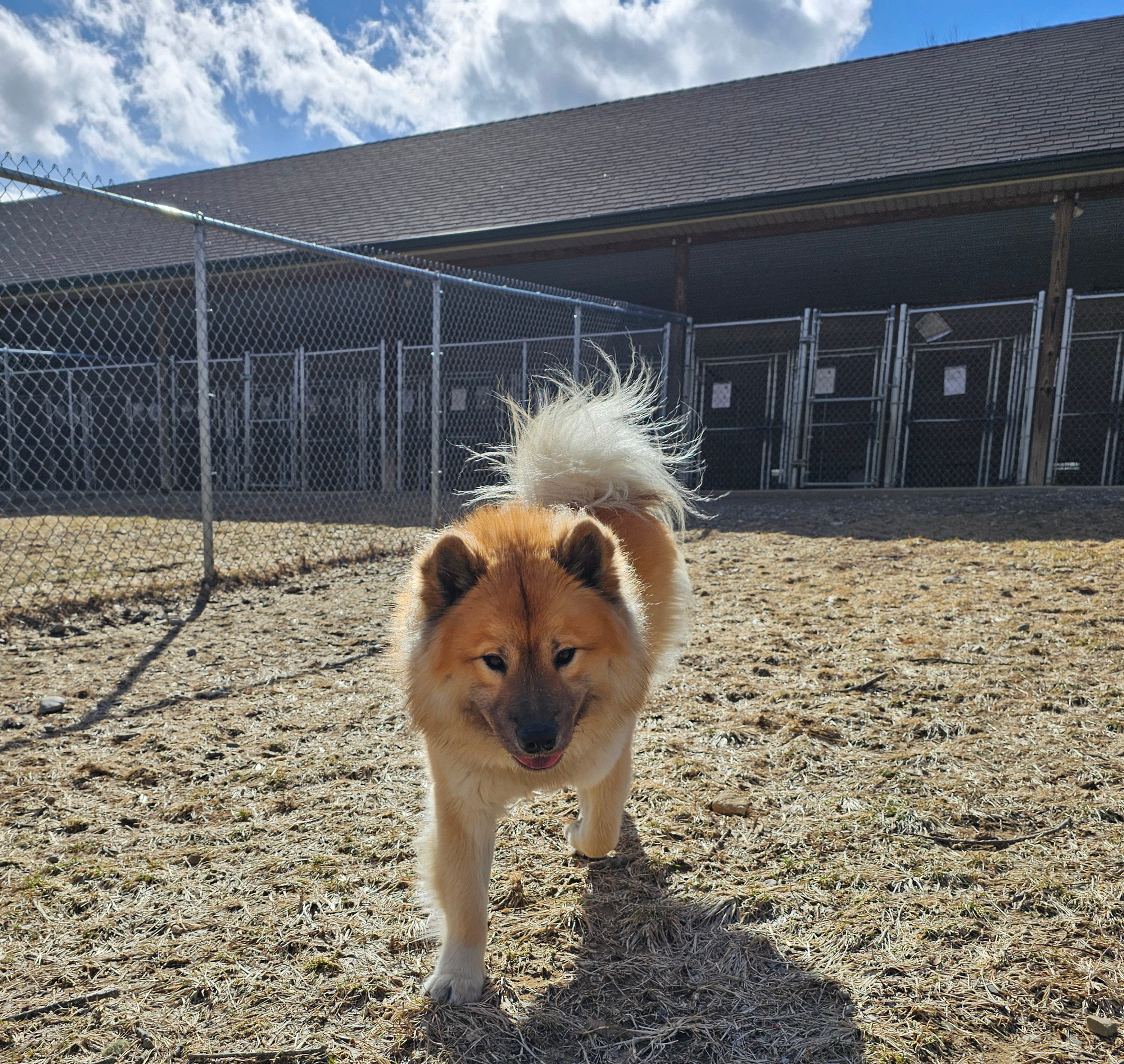 Connecticut dog kennel