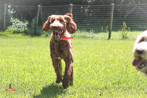 dog boarding Connecticut