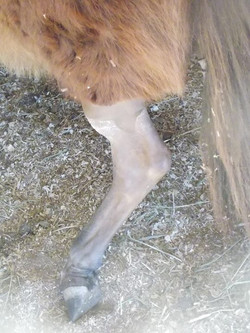 Facebook - Little chicken legs