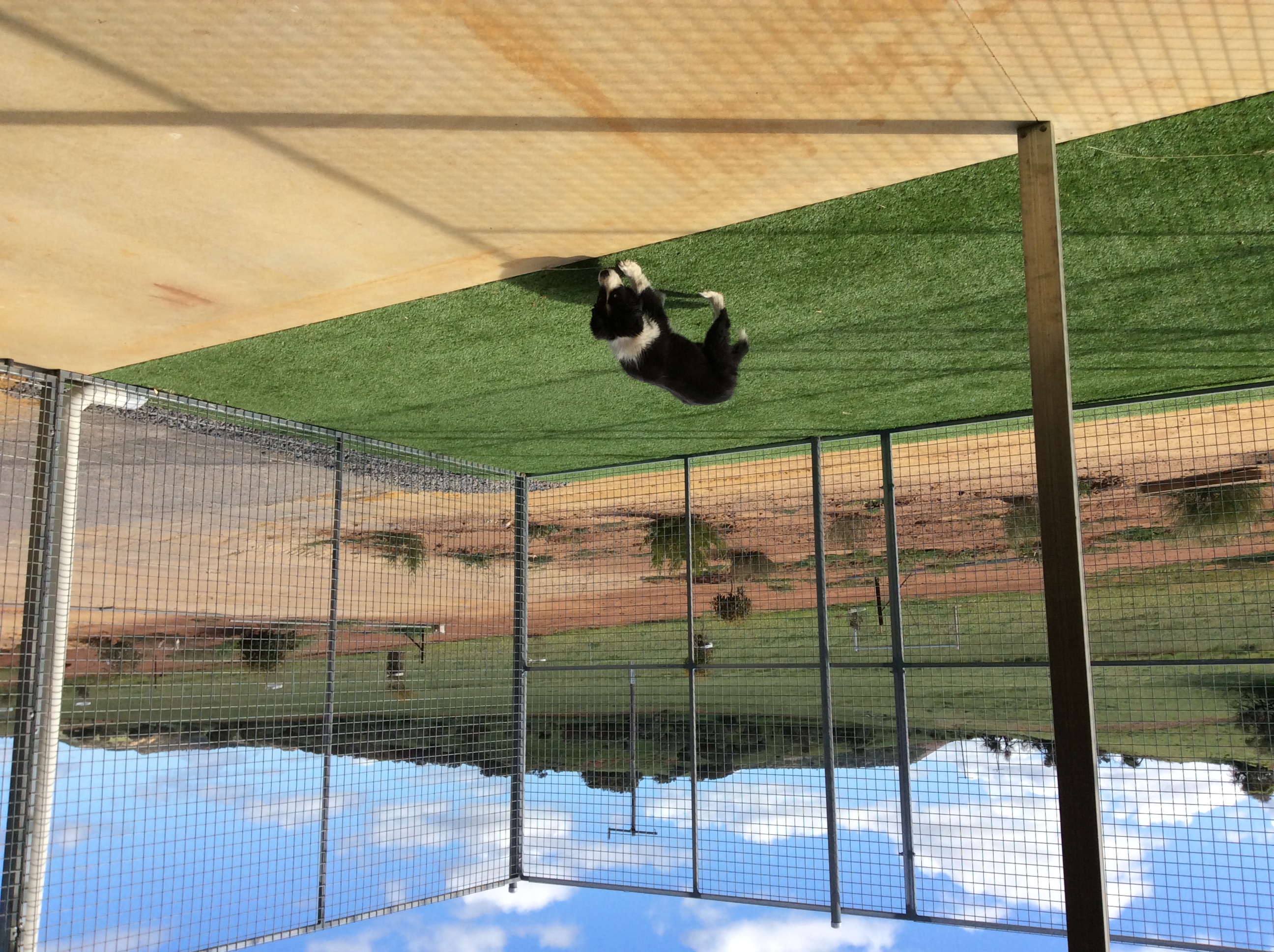 Red Dog Boarding Kennels Geraldton Red Dog Boarding Kennels