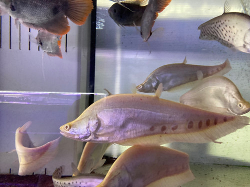 アルビノ スポッテッド ナイフフイッシュ 約40cm