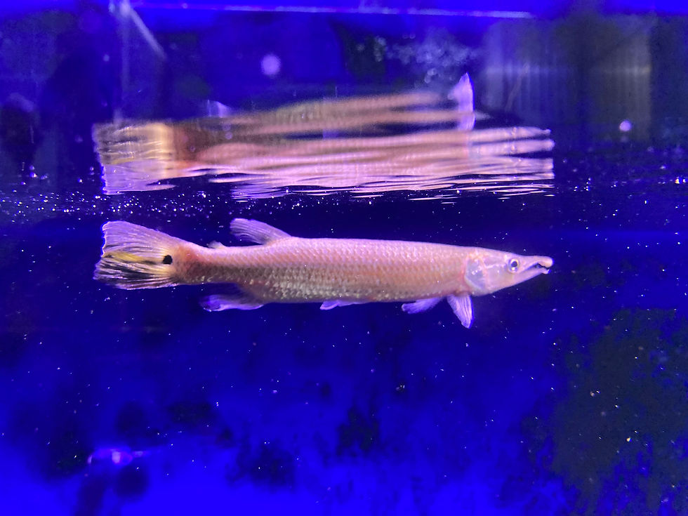 ree