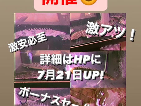 ◆ポリプ祭◆開催決定!期間:7月22日(木)~25日(日)の4日間!