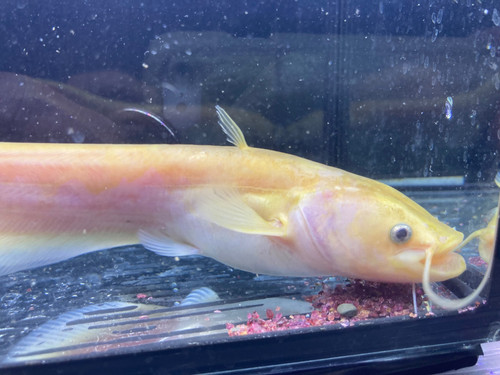 アルビノ南方大口ナマズ30cm±