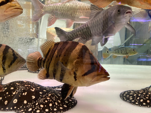 ダトニオプラスワン「スマトラ」大型魚、熱帯魚、最終値 ダトニオプラスワン「スマトラ」大型魚、熱帯魚、最終値