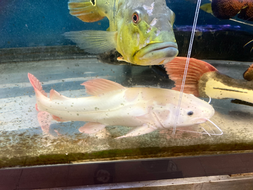 スケルトンレッドテールキャット 60㎝から70㎝前後 タンク持参  