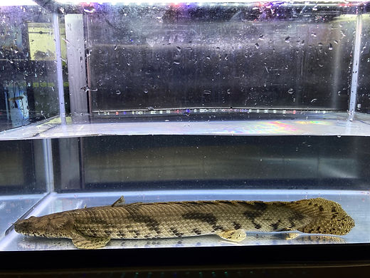 ギニアワイルドエンドリケリーダボラ 45cm前後