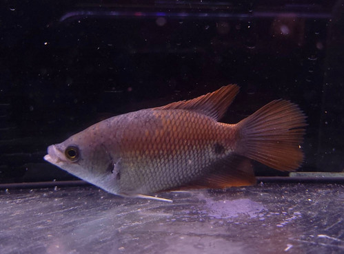 オスフロネームグラミー ウルトラショート