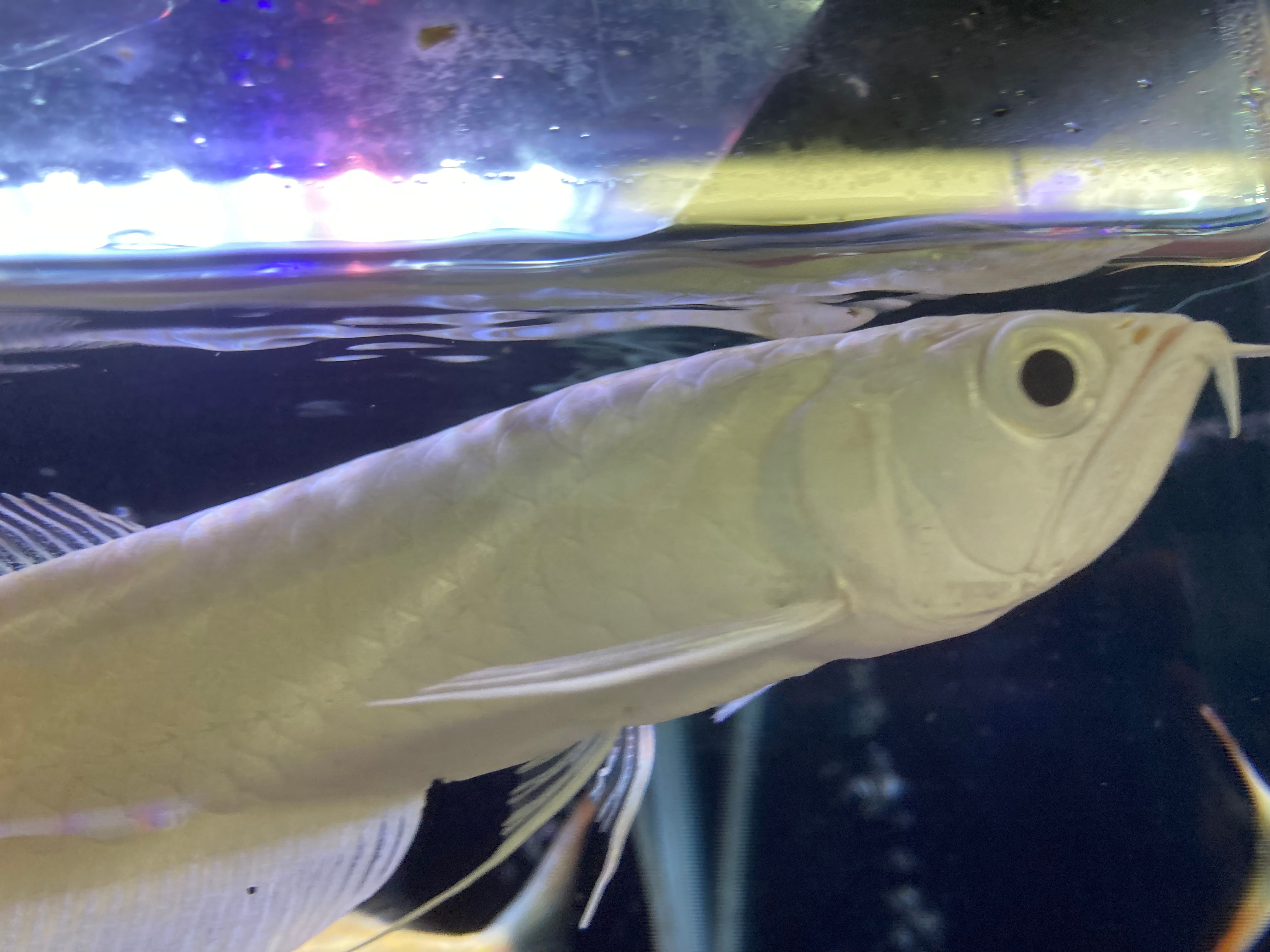 1800水槽とプラチナシルバーアロワナ 雪龍