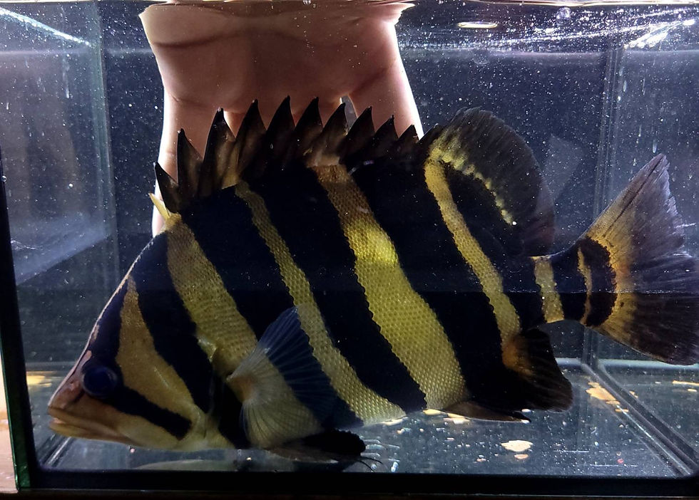 注文 ダトニオ5匹 ゲオファーガス2匹 エンドリケリー1匹 人工餌  