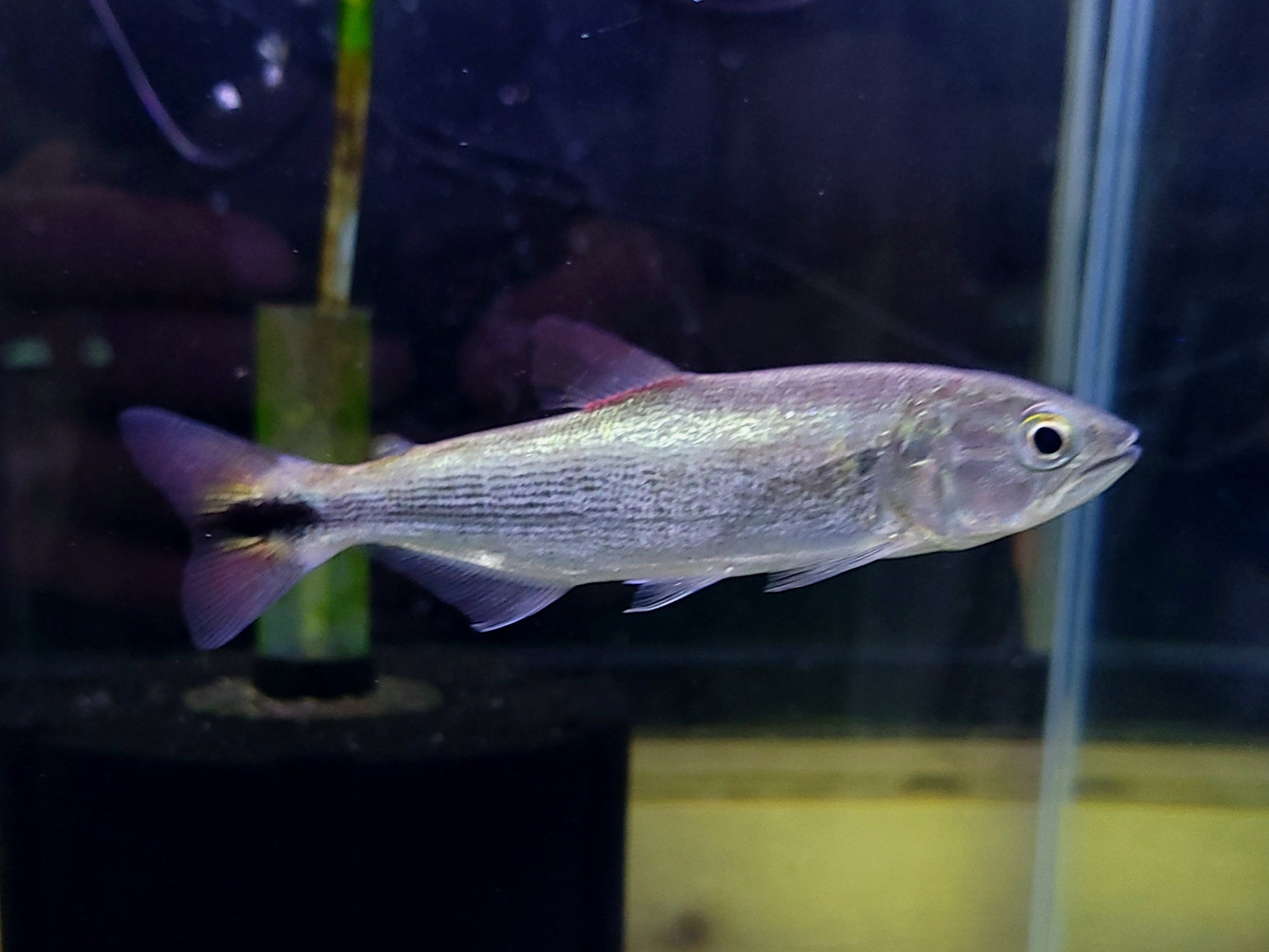ドラド　パンタナル　ワイルド　約14㎝  アクアショップビリーケン