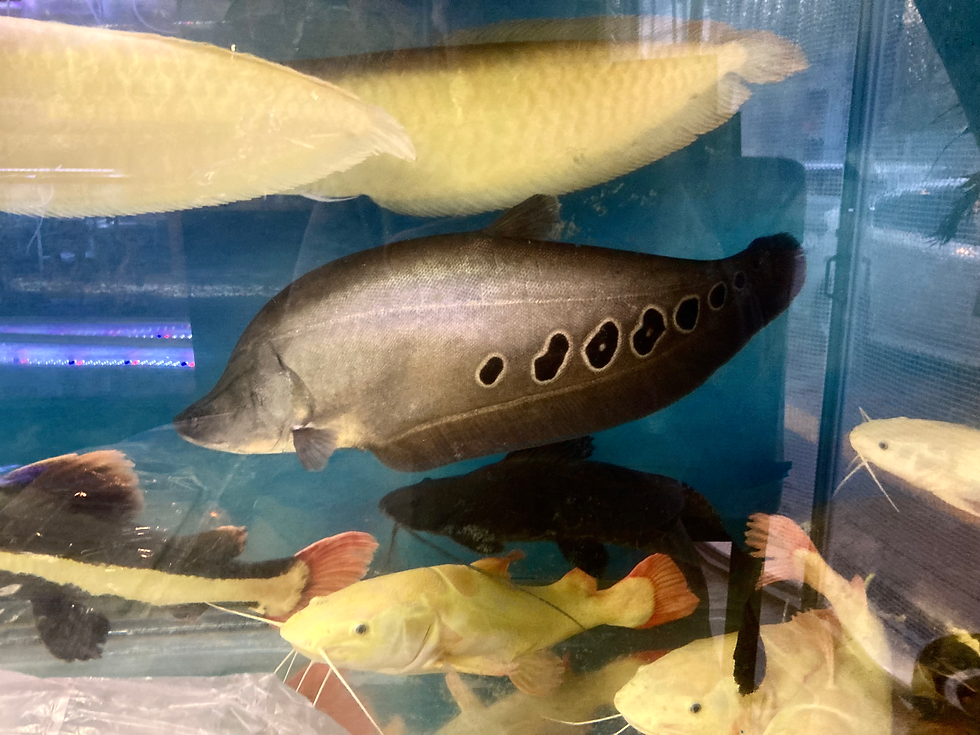 スポテッドナイフフィッシュ　60㎝前後