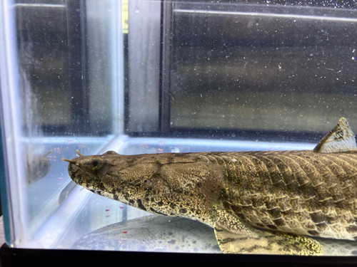 ギニアワイルドエンドリケリーダボラ 45cm前後