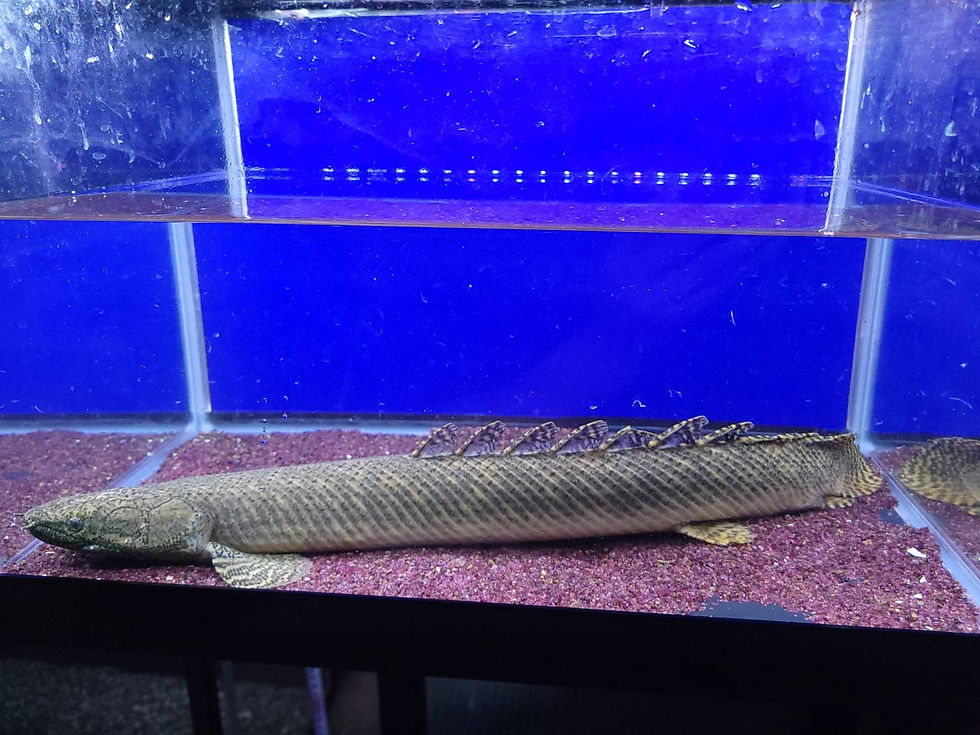 ペルメナティの雄牛